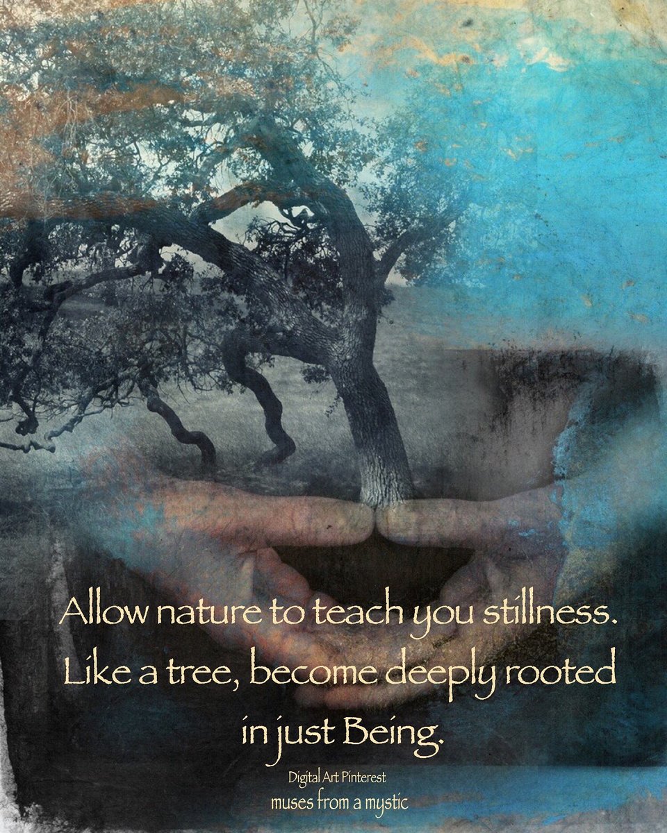 LifeWithJohn's tweet photo. Allow nature to teach you stillness. Like a tree, may you be deeply rooted in just Being🌳 ~ #Nature https://t.co/PNymbjgFhc