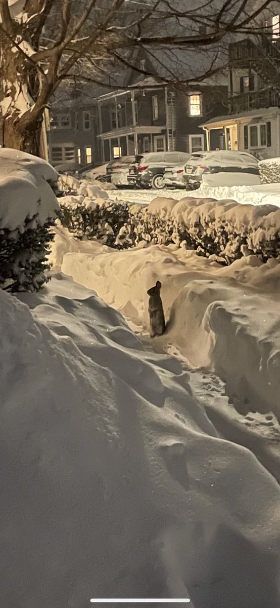 This guy just chilling as I shovel. Go hibernate! <a href="/boston25/">Boston 25 News</a> #norwood
