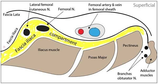 Theo_Alaistaire's tweet photo. Fascia Iliaca Compartment Block (FICB)
#anaesthesia
#Anesthesia
#RegionalAnaesthesia
#anatomy
#pharmacology
#FICB
#FasciaIliacaCompartmentBlock
#Medicine
Source: BJA Education, 19(6): 191e197 (2019)
doi: 10.1016/j.bjae.2019.03.001 & Googled Images https://t.co/CAPtyTJCRM