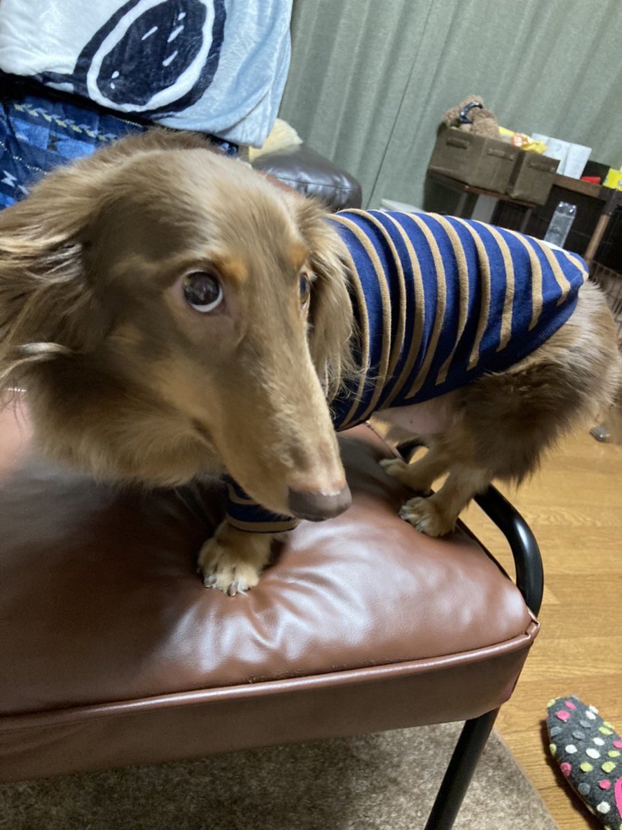 cocoaman2015's tweet photo. 今日もcocoa目力すごいです🐾 https://t.co/9Lw3TlzXuD