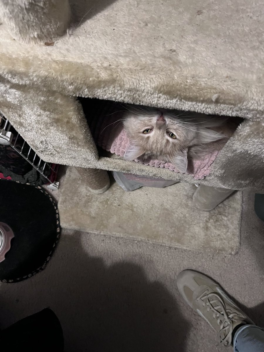 JoelPerezx's tweet image. meow??