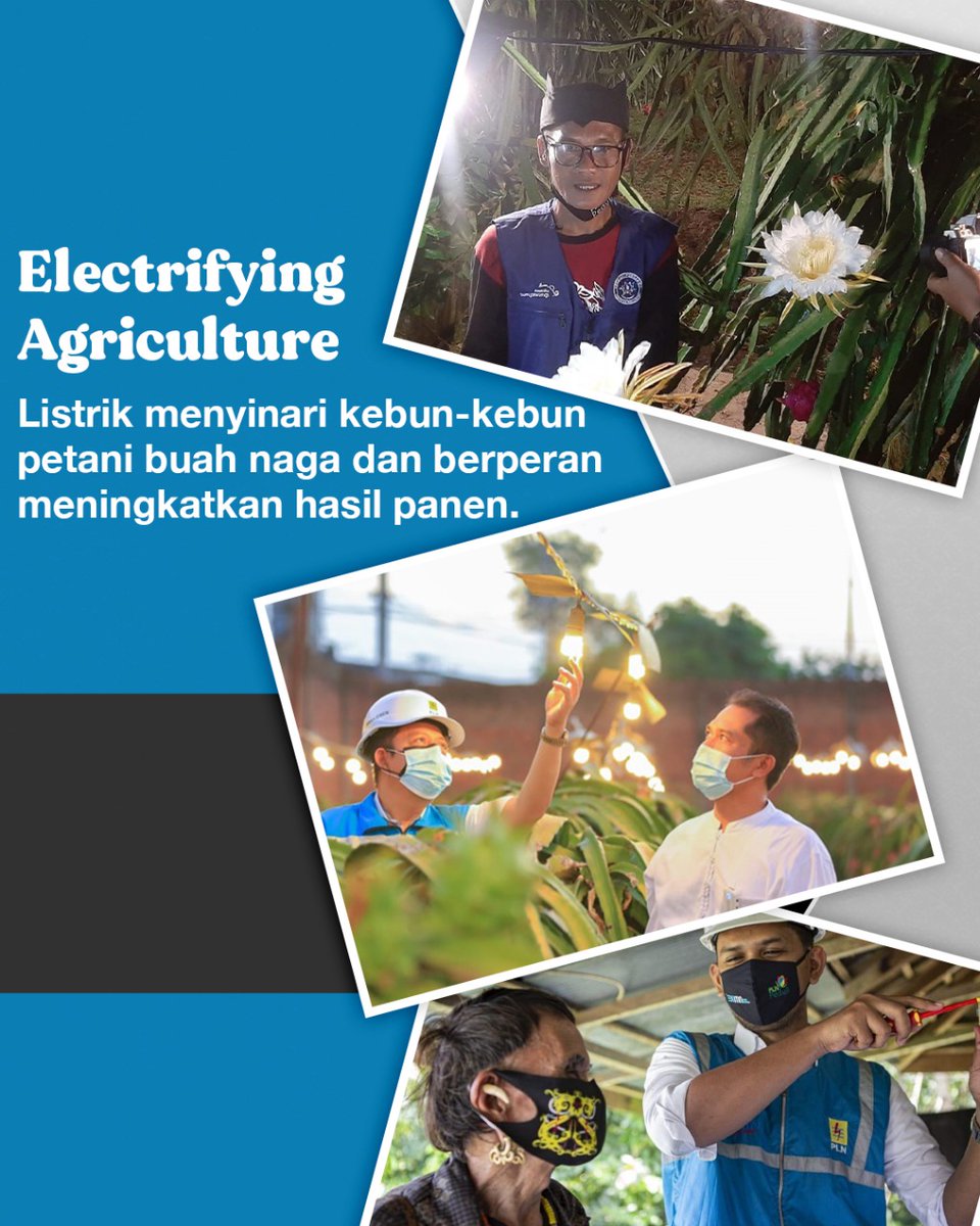 Elektirifikasi buah naga sukses di Banyuwangi, @_pln_id mulai merambah wilayah lain yang memiliki potensi serupa. Elektrifikasi meningkatkan produksi, bahkan seminggu sekali bisa panen, keuntungan mengalami peningkatan signifikan sekitar 2-3x lipat dari sebelum menggunakan lampu.