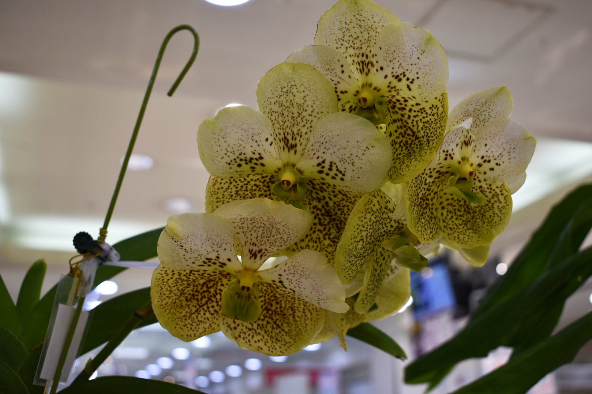 エルチャムさん Pso2は凛花 Ship3 S Tweet 最近花騎士で実装されたバンダ 室内が暗めなので写真写り悪いかもだけど とても綺麗な花だった Trendsmap