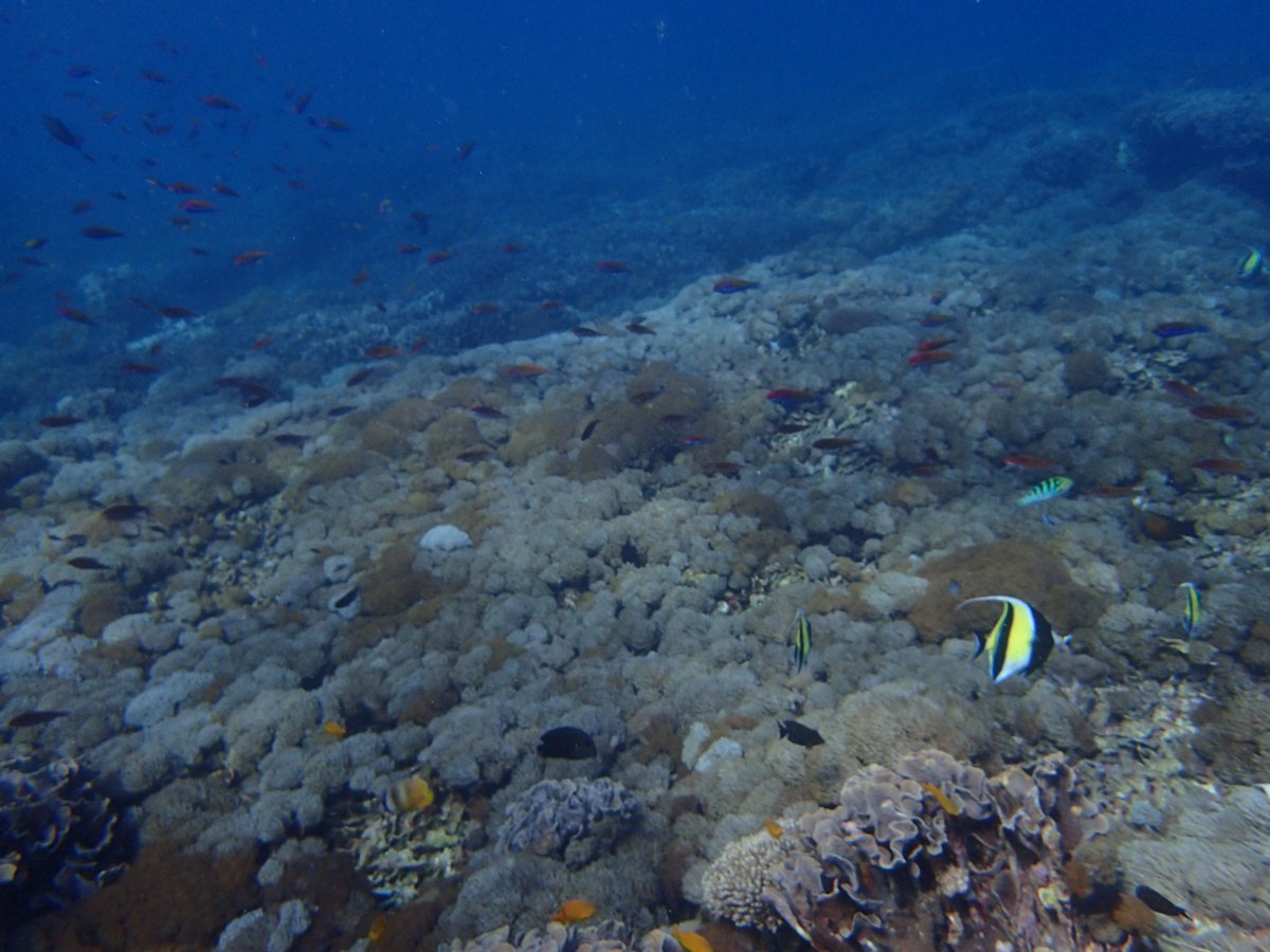 enadive's tweet photo. Come to Bali and dive with us https://t.co/HnQv5WaDgS #scuba #scubadiving #scubadivingtrips #AdventureTime #AdventureTime https://t.co/dOo3ocogYB