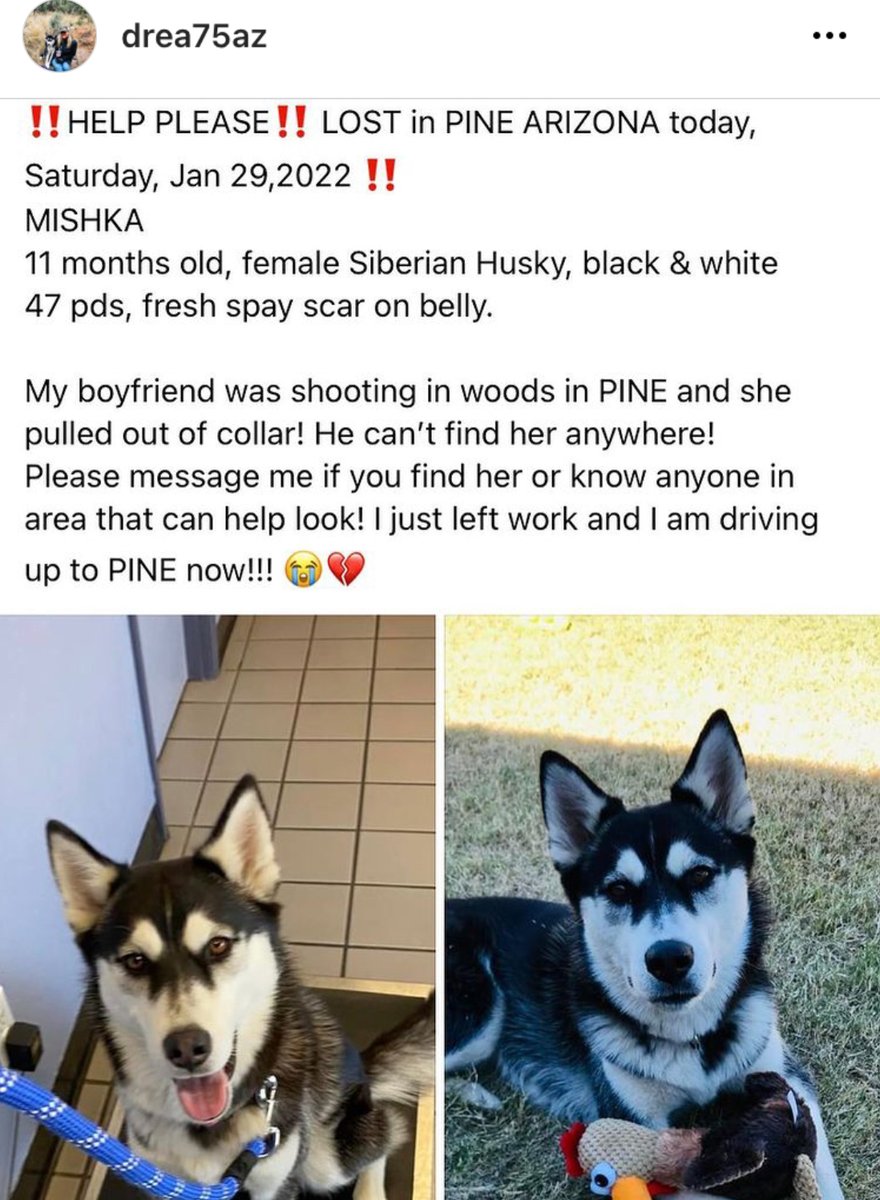 boodster's tweet photo. Please contact me if you have any info on this lost husky in Pine AZ #PineAZ #RimCountry https://t.co/w6wcDxq05K