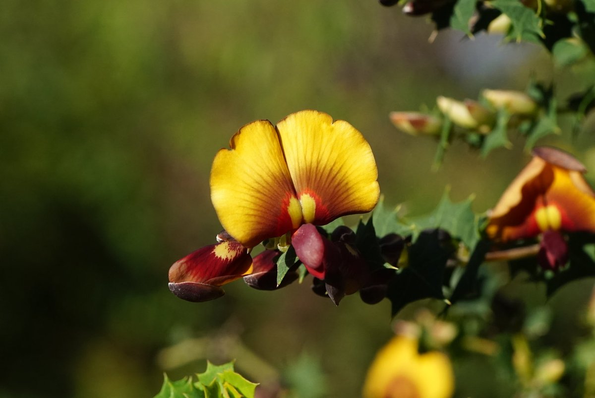 lost_in_botany's tweet photo. #Bossiaea aquifolium (#Fabaceae) known as the water bush for the habit of water getting trapped in the leaf axis only to shower anyone who bumps past it! (📸:2019) https://t.co/uRjvpE0eTH