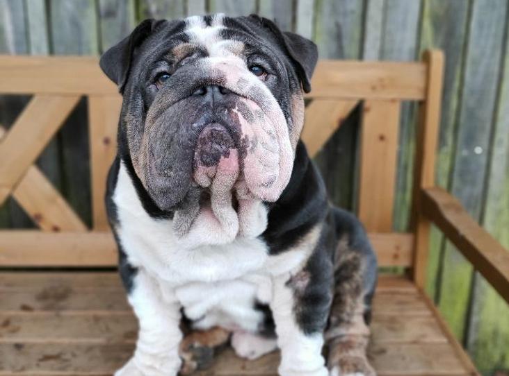 Please retweet to help Brutus find a home #Gloucestershire  #England 
British Bulldog aged 2. He's very loyal and loving, looking for a calm adult home that has experience of Brachycephalic breeds. Best as the only pet he can only walk for about 10 mins👇
rspca.org.uk/findapet/detai…