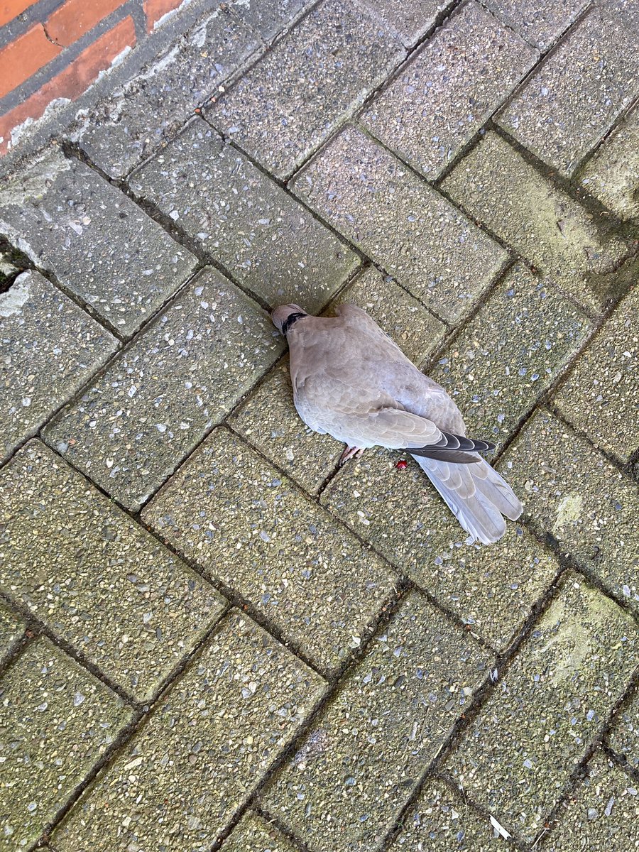 Een wel héél spontane sollicitatie op ons terras hoor #vogeltelling #natuurpunt wel een educatieve manier om de kindjes de Turkse Tortel te leren ontdekken