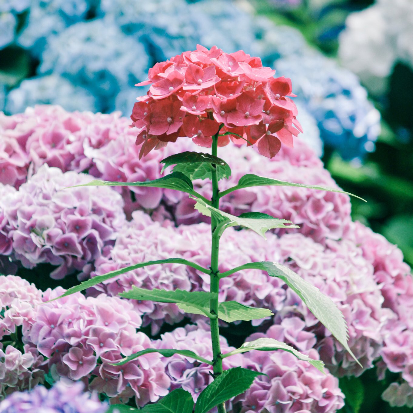 宵月 絃 ʏᴏɪᴅᴜᴋɪ ɪᴛᴏ 紫陽花の海 T Co Ndjzllecqc Twitter