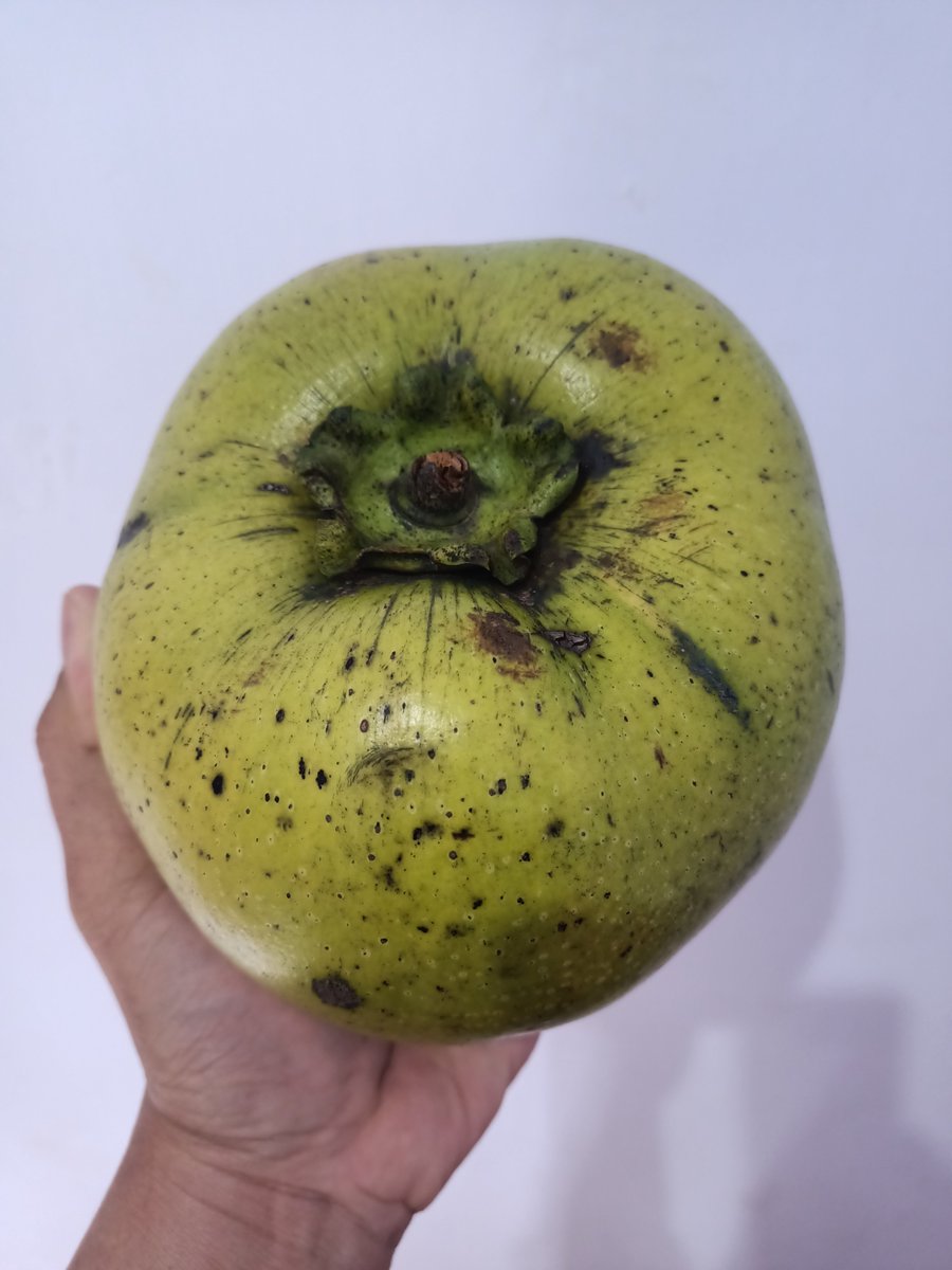 lestarigarden's tweet photo. Buah black sapote jumbo, rasa puding coklat. #buahblacksapote #blacksapote https://t.co/99Jj8IRC7I