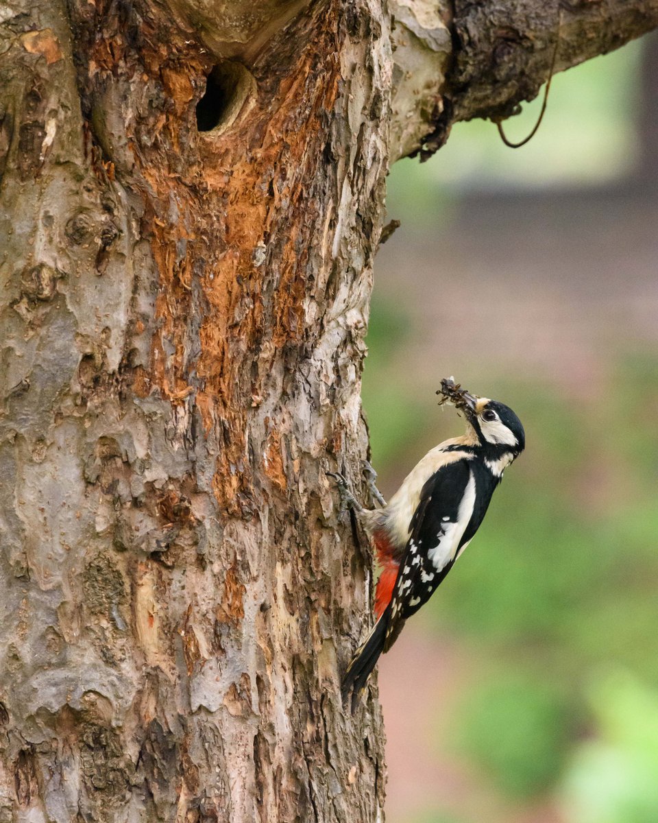 In 2019 we hosted a family of woodpeckers in our kitchen garden old apple tree. A wonderful time for kitchen gardeners… More @Natures_Voice #BigGardenBirdWatch today, high hopes for 2022 #naturegarden