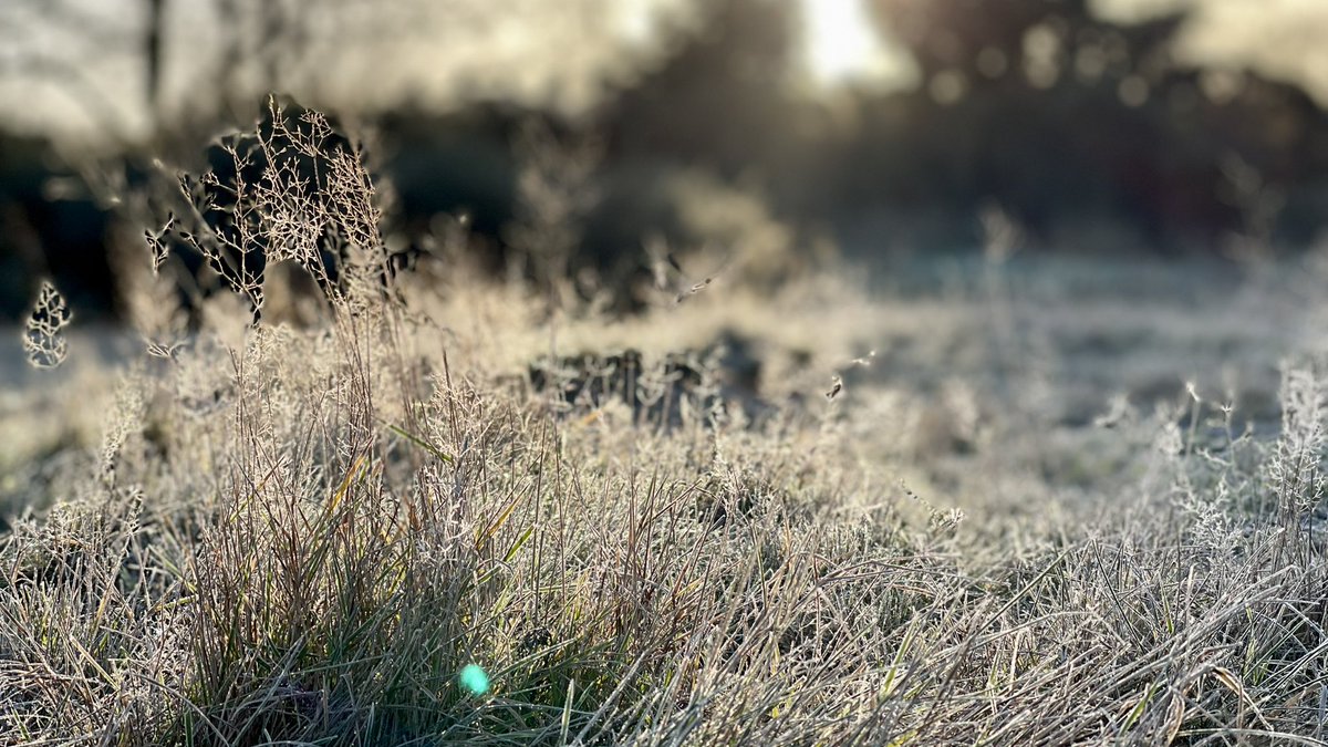 greenroofsuk's tweet photo. Part 3 #blackheath #vanburghpits fescues and gorse https://t.co/jMLy6yyR9H