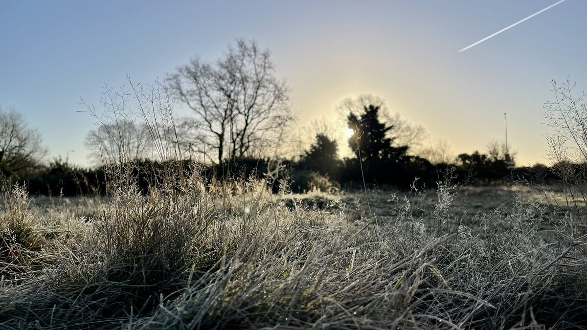 greenroofsuk's tweet photo. Part 3 #blackheath #vanburghpits fescues and gorse https://t.co/jMLy6yyR9H