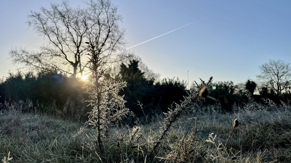 greenroofsuk's tweet photo. Part 3 #blackheath #vanburghpits fescues and gorse https://t.co/jMLy6yyR9H