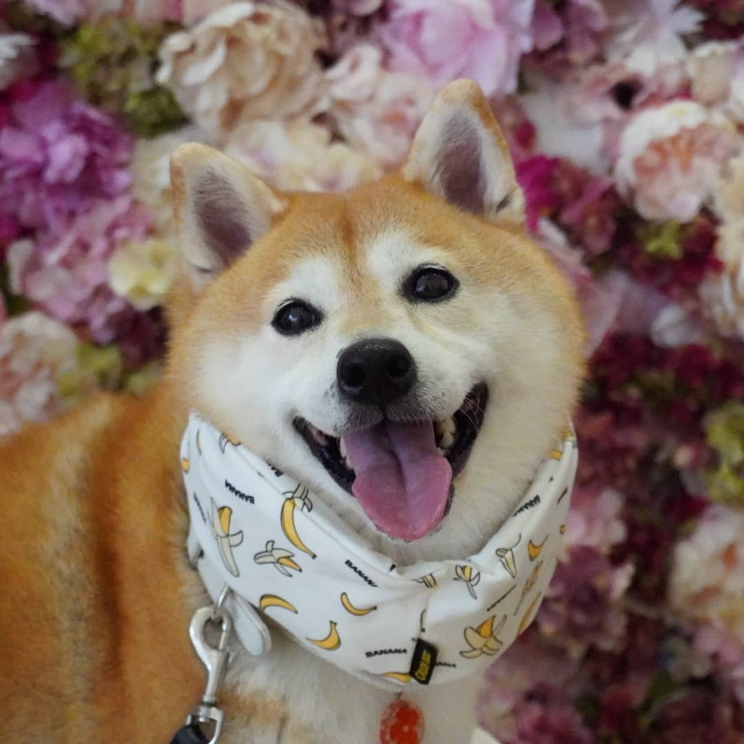 2022年最新海外 柴犬様専用です - www.youngfarmers.org