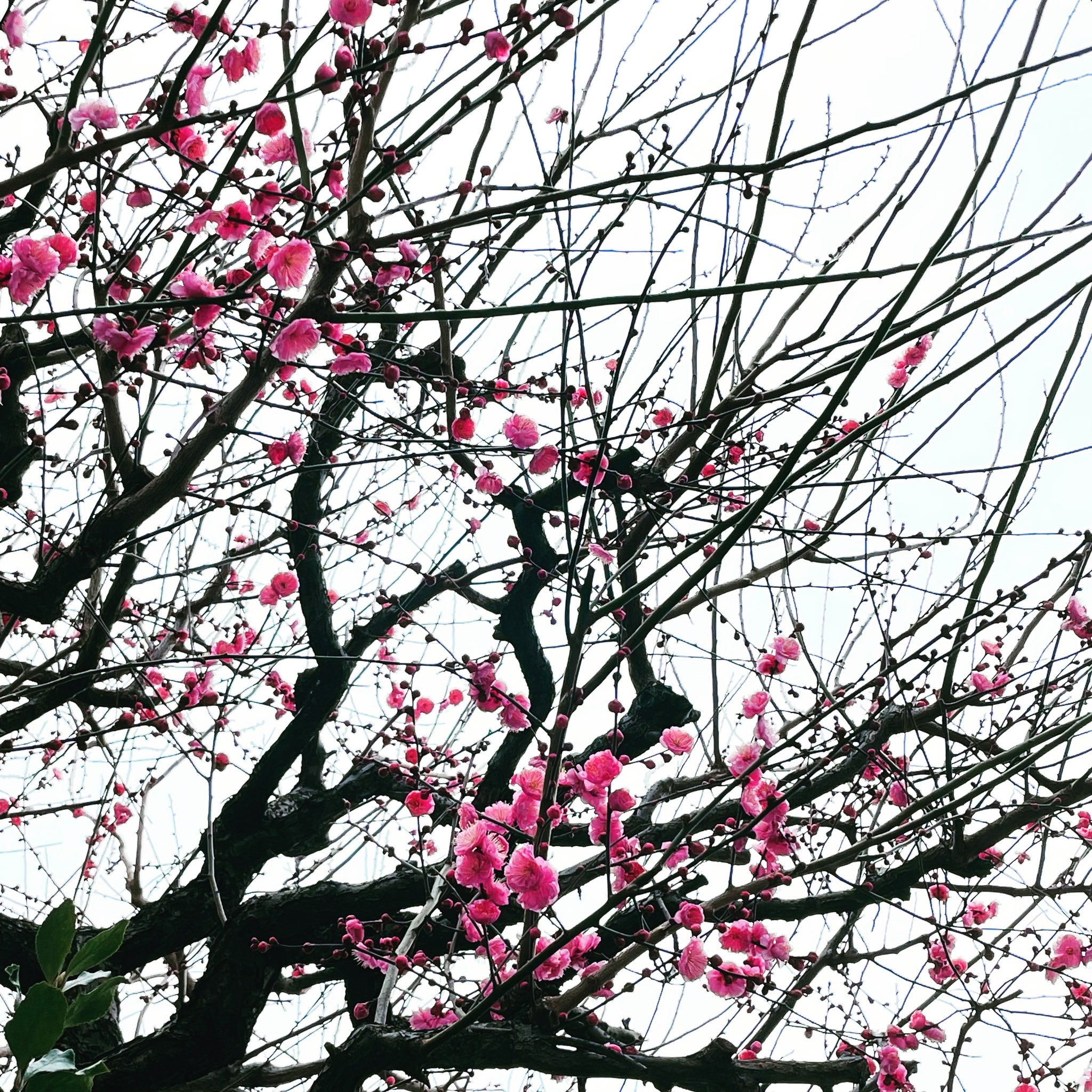 Lil Wagon 下北沢でも梅の花が少しずつ咲き出しています まだまだ冷え込んで厳しい冬の寒さですが 見上げてみると早春の訪れを感じて嬉しくなります みなさんも風邪など体調こわされませんよう ご自愛ください T Co 6agetyltwg Twitter