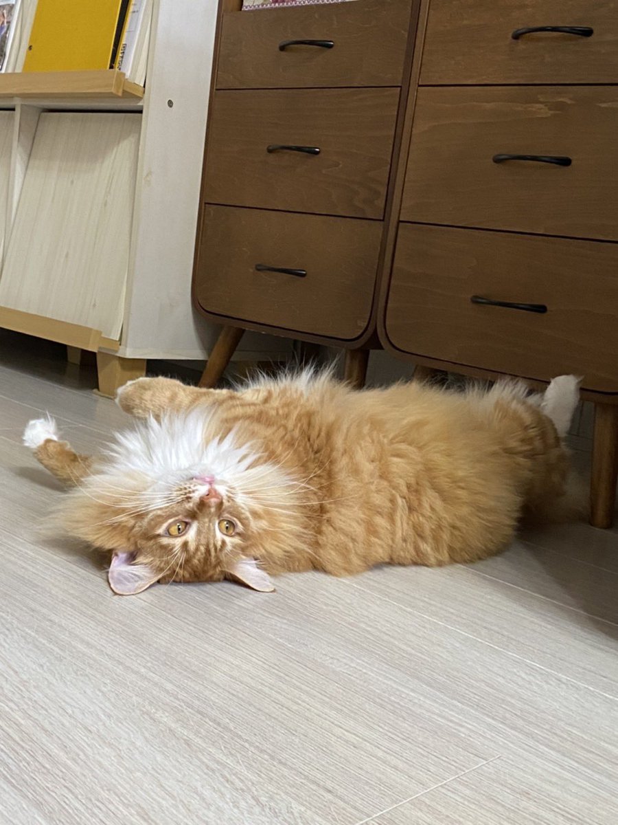 khjmrid's tweet photo. @mofu_sand 我が家の左利きの猫(ノルウェージャンフォレストキャット)ころもです！
是非スタンプになったら嬉しいです❗️ https://t.co/nUpfCZOdLS