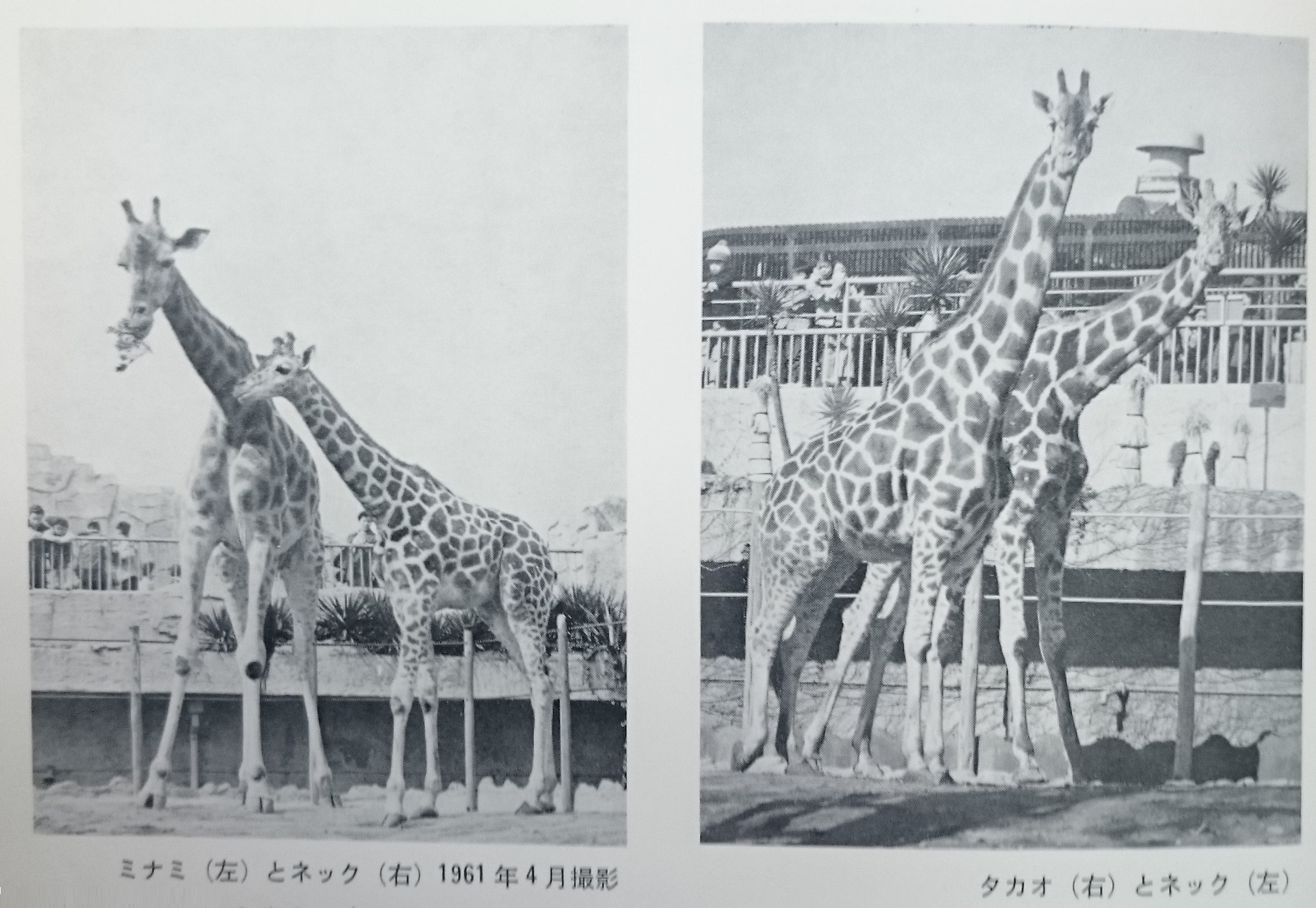 2025年最新】Yahoo!オークション -上野動物園(印刷物)の中古品