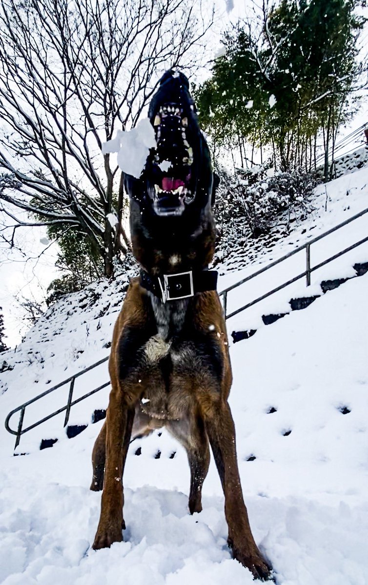 犬ってかっこいい を実感 雪玉に噛みつく大型犬くんの写真が大迫力 ブリーダーナビ