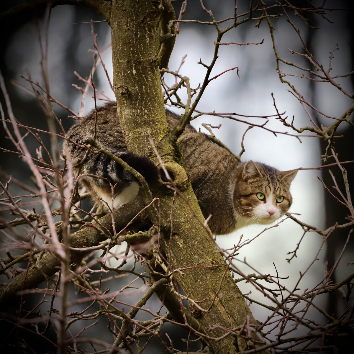 ChevyBav's tweet photo. Baumkatze (ja, wegen #Miloo sitzt sie da oben 🙈😂) https://t.co/2Vq1QppLQU