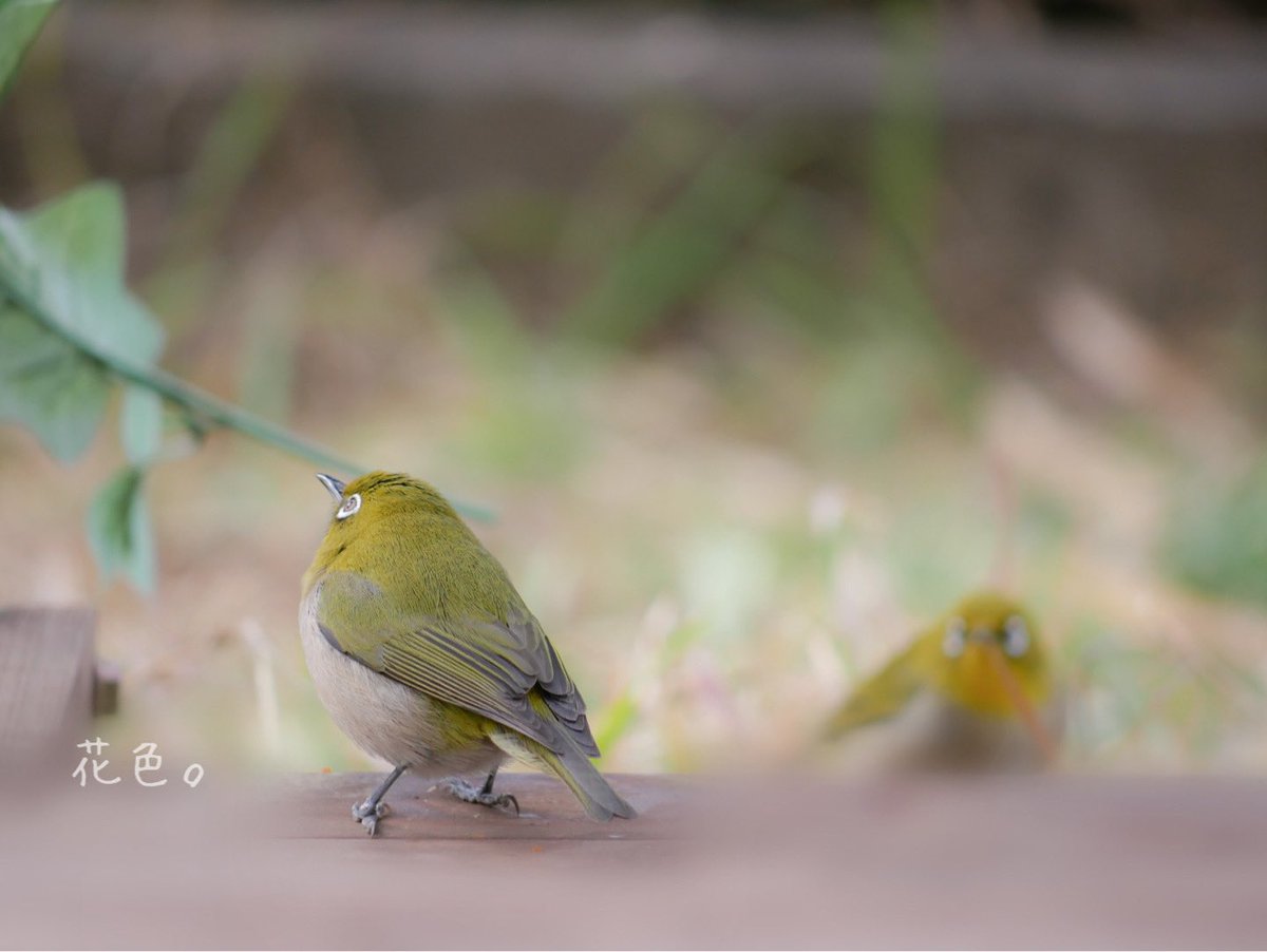 ꕤ*.ﾟ

#野鳥
#野鳥写真
#メジロ
#キリトリセカイ
#ファインダー越しの私の世界 
#写真