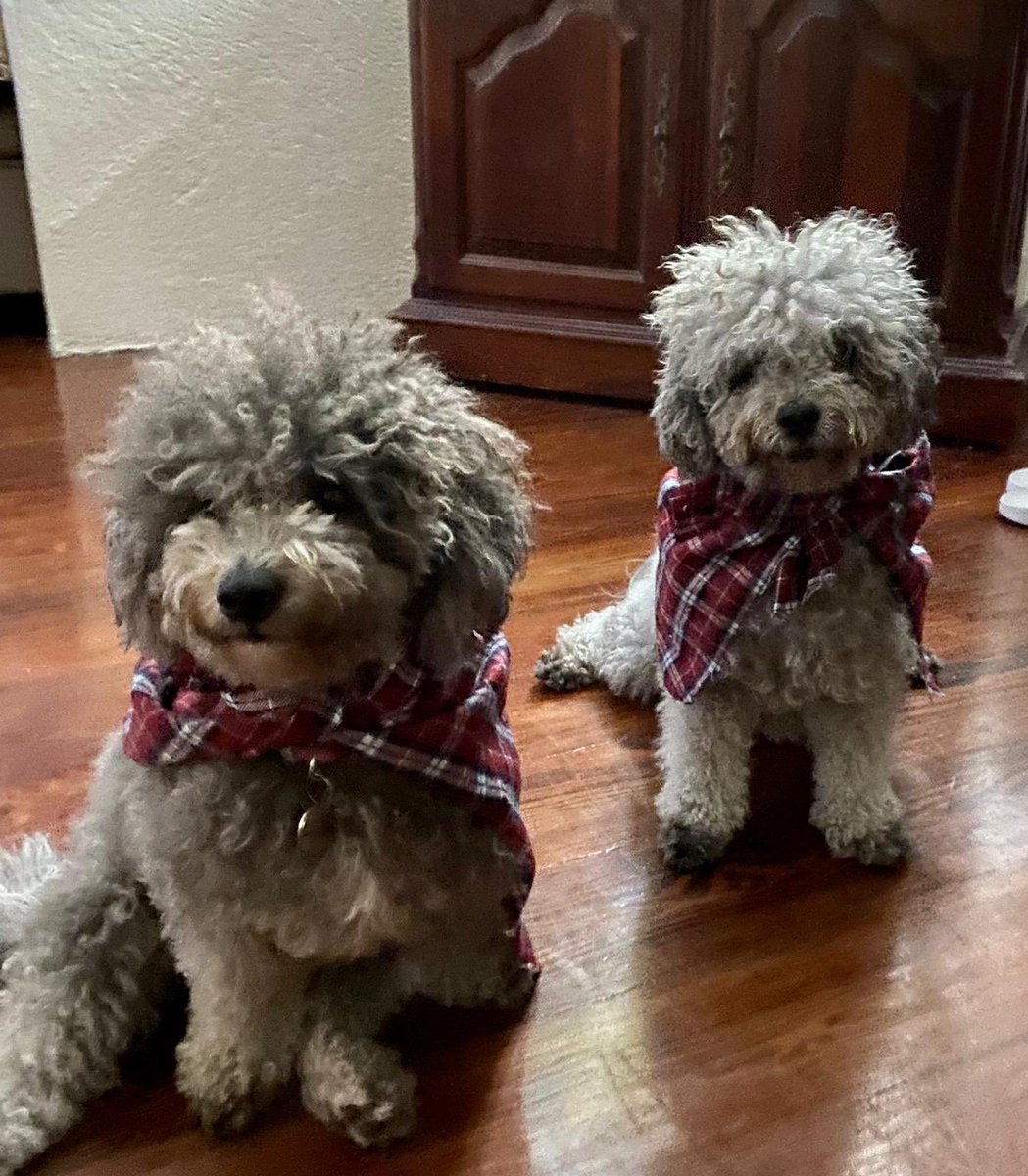 AndyFCDO's tweet image. Had a fantastic evening hosting our inaugural Burns Supper in Barbados. Just brilliant sharing Burns’ works with South American, African, European and Caribbean friends. And even the dogs got dressed up for the occasion! #burnsnight2022