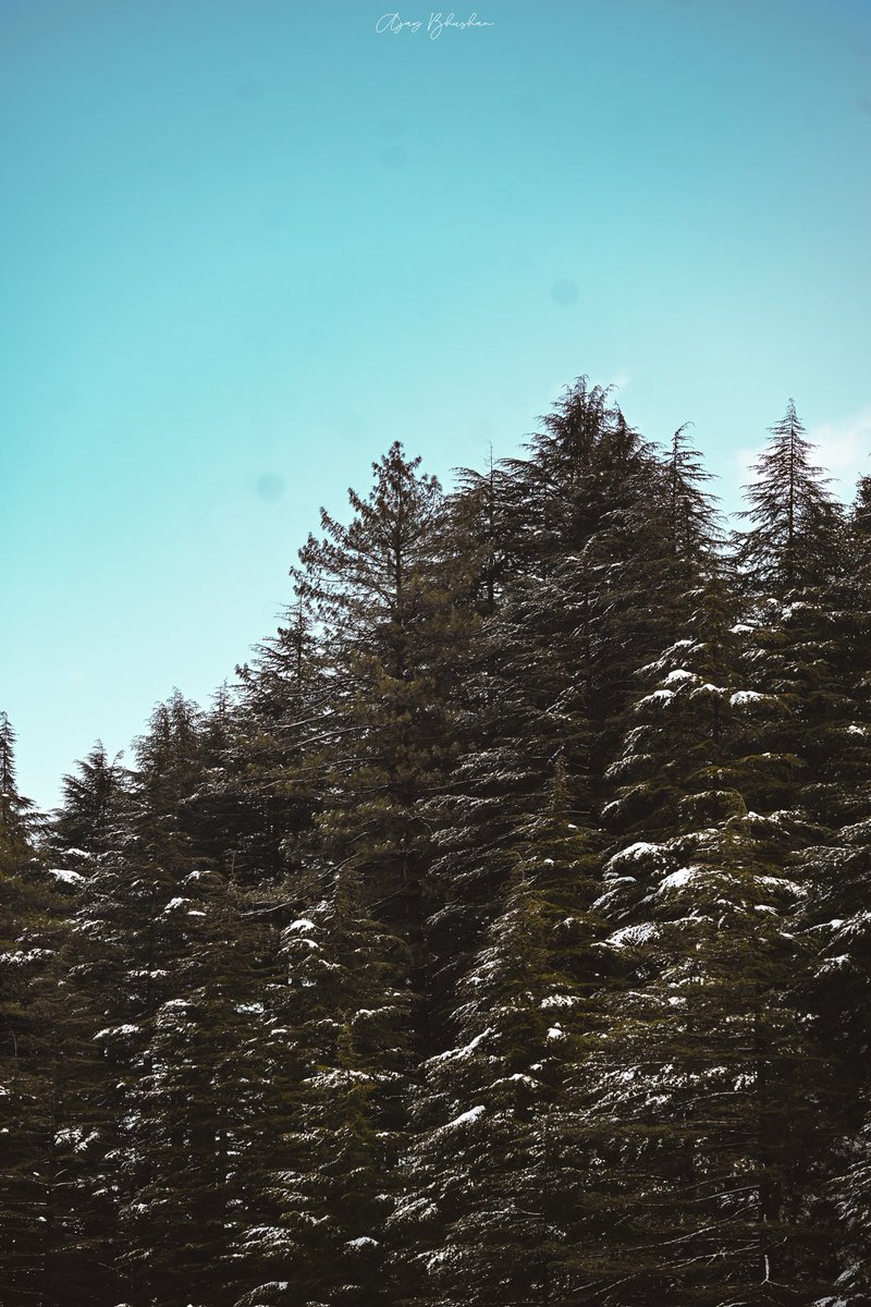ajbhsn's tweet photo. the Deodar tree is that magnificent coniferous species that stops you in your track.
#mussoorie #deodartree https://t.co/fMAhbBdAnO