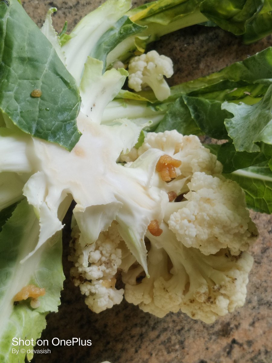 MaityDevasish's tweet photo. @BigBazaar  Is It Free With cauliflower This is 2nd Time Happened..
#Bigbazaar https://t.co/52KsPKLnMd