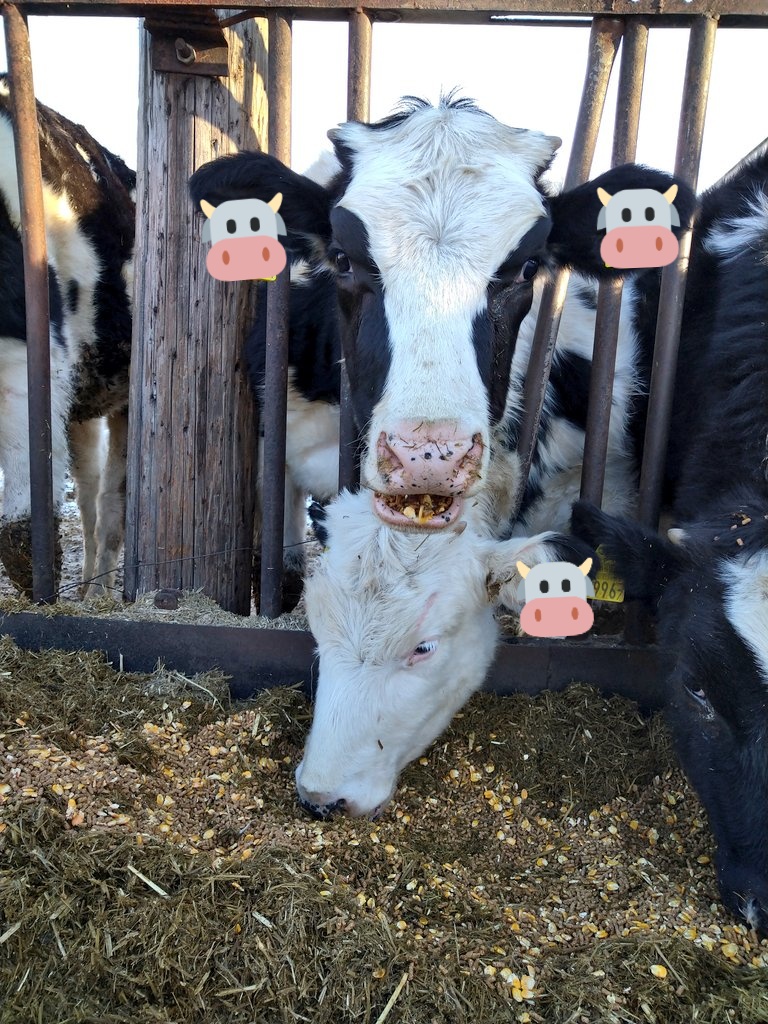 puripiyopiyopi's tweet image. 君たちはそれでも普通に食べるのね😂