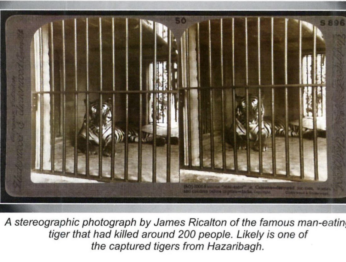 Fascinating tale of the ‘Man eating tigers in Hazaribagh’ &amp; the terror they created, and how Raja Rameshwar of Maksudpur who finally ended the terror reign, chose to capture most of them rather than shoot them. #tiger