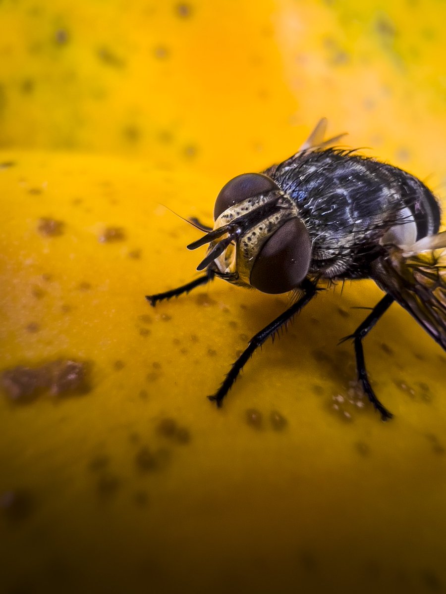 A fly on a papaya #shotoniphone for the <a href="/apple/">Apple</a> #iphonemacrochallenge #mobilephotography