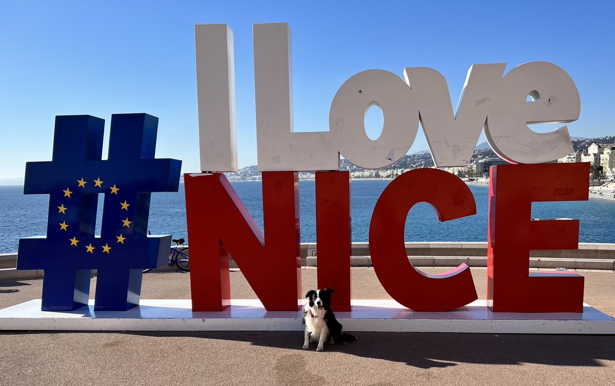 CollieBobby's tweet photo. Well it’s growing on me #ilovenice https://t.co/fkaeEsZp2t