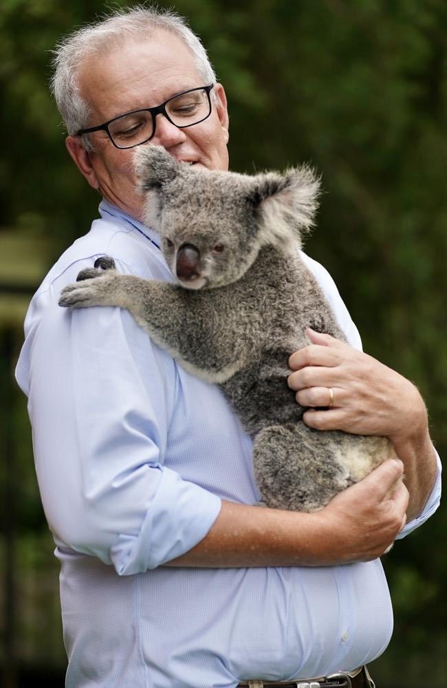 This Koala could have had the decency to smile. #auspol #satire #throwmoneyatit