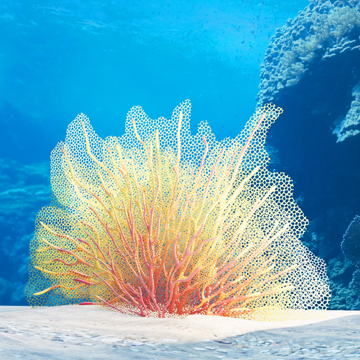 BitFins's tweet image. Fan coral is looking 🤌🏻