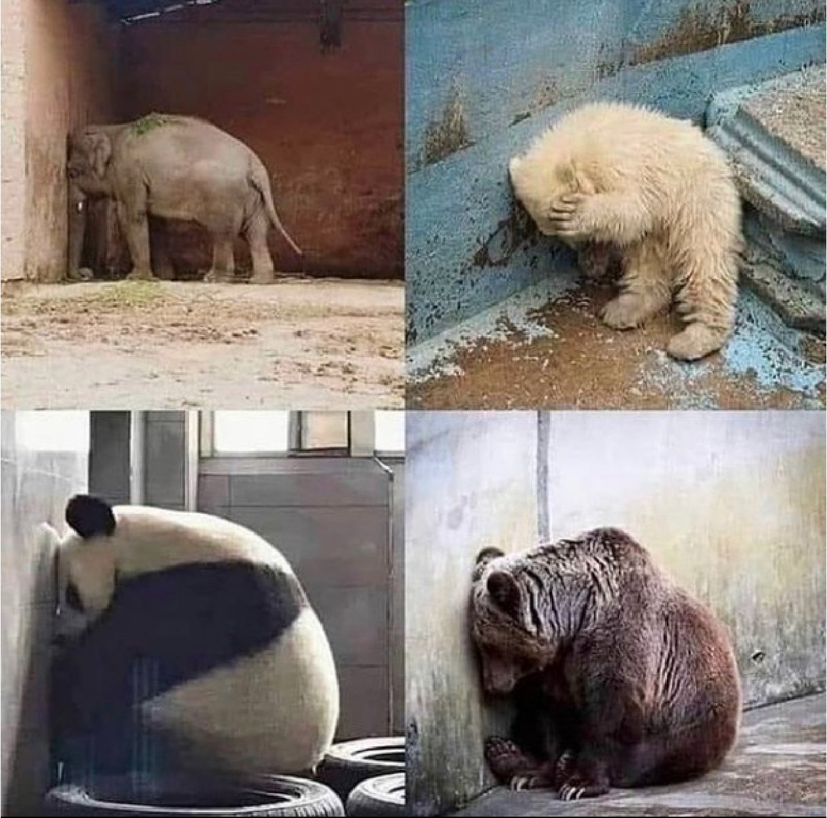 DIA 254‼️
Esperant resposta de la consellera responsable
<a href="/TeresaJorda/">Teresa Jordà</a> 
Que penses fer per acabar amb el maltractament animal???
TENS RESPONSABILITATS, NOIA