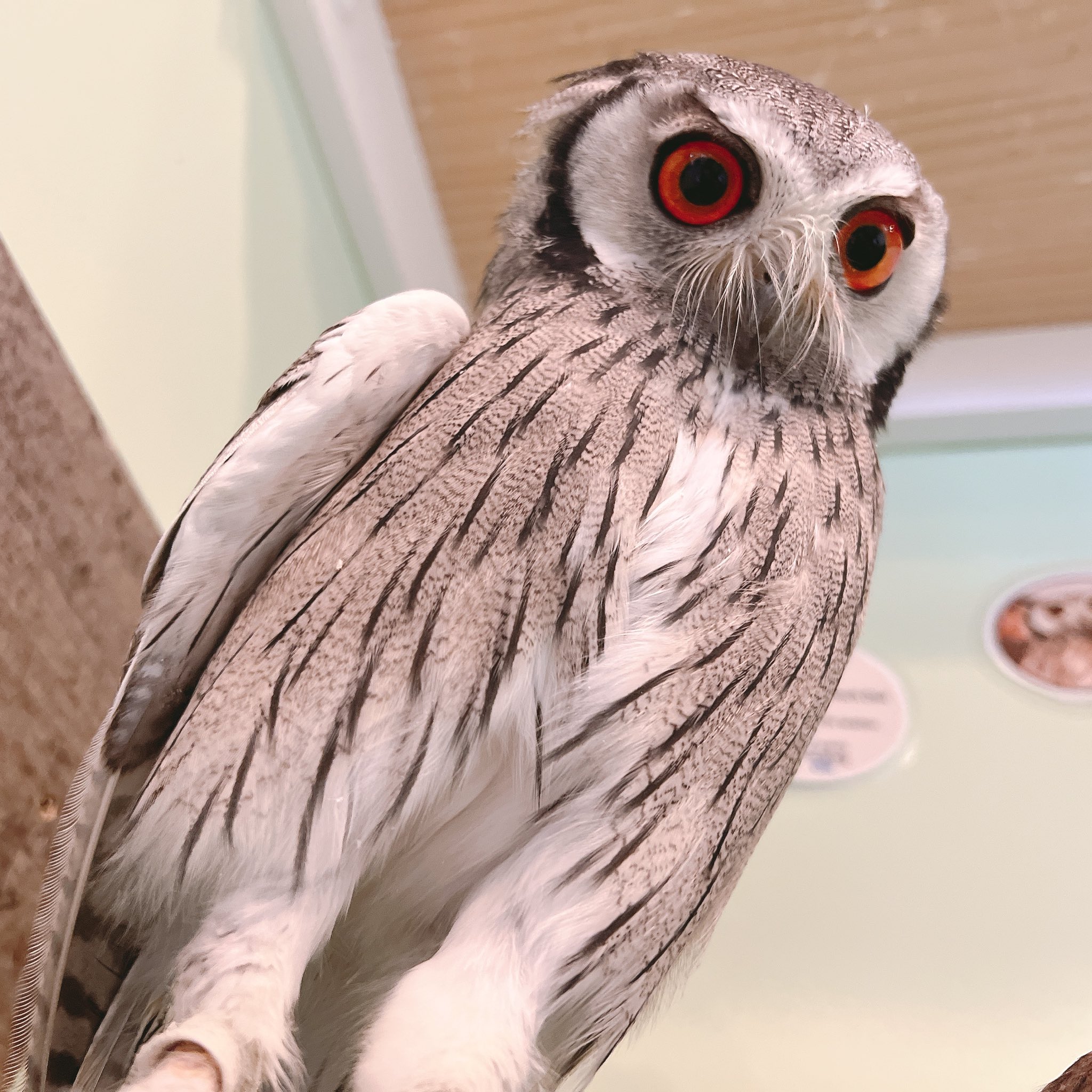 フクロウ えっほえっほ!走れメンフクロウちゃん - Single - Album by JinAir