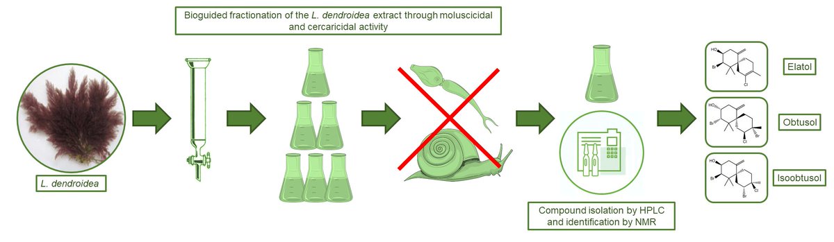 Marine_Drugs's tweet photo. Article: Algal-Derived Halogenated Sesquiterpenes from Laurencia dendroidea as Lead Compounds in Schistosomiasis Environmental Control, by Guilherme by Senna dos Santos et al.
https://t.co/8fZgsGOJic
#Schistosomiasis #leadcompound https://t.co/M1yVe9aCIN