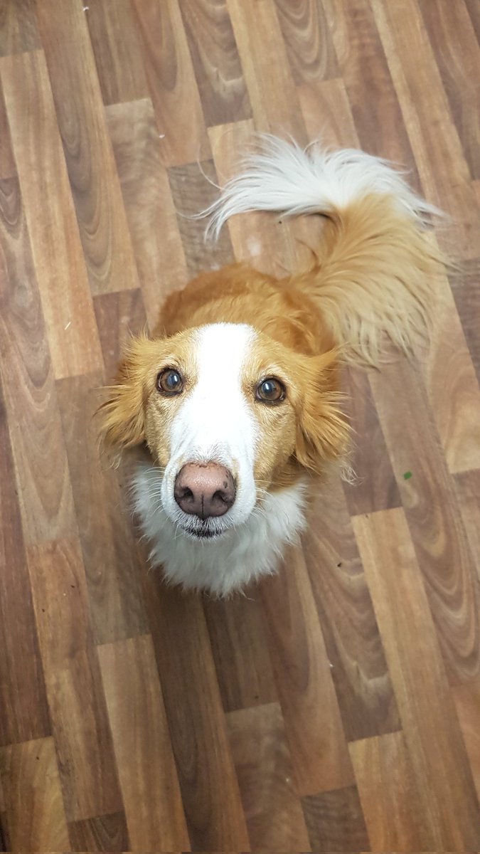 Noisy Fox tweet media