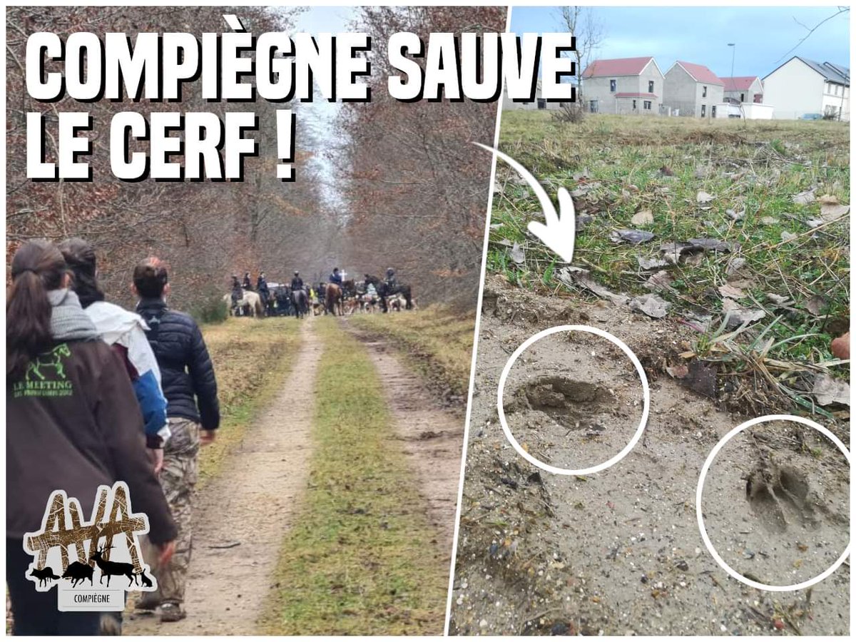 AvaCompiegne's tweet image. Retour de l'équipage suspendu à Compiegne : le cerf fonce se réfugier en ville ! Les veneurs doivent arrêter les chiens pour éviter un nouveau scandale. Grâce à la vigilance pop, les barbares doivent reculer là où ils paradaient il y a peu ! Bravo à tous, à bas la #chasseàcourre