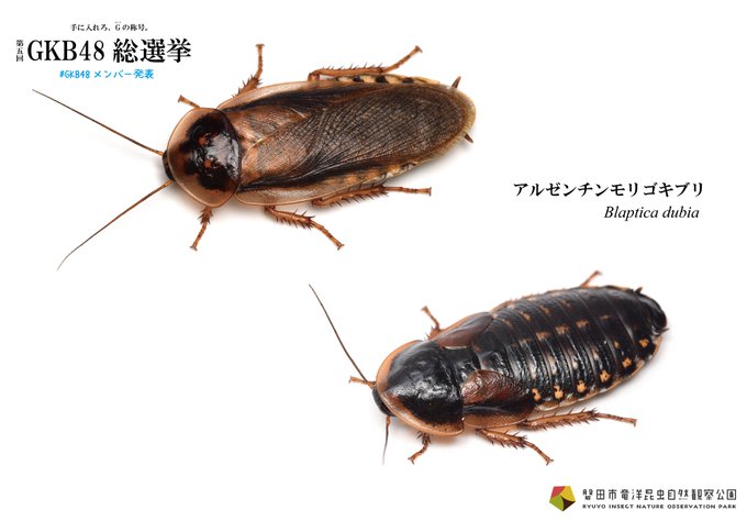 Popular Tweets Of 竜洋昆虫自然観察公園 公式 5 Whotwi Graphical Twitter Analysis