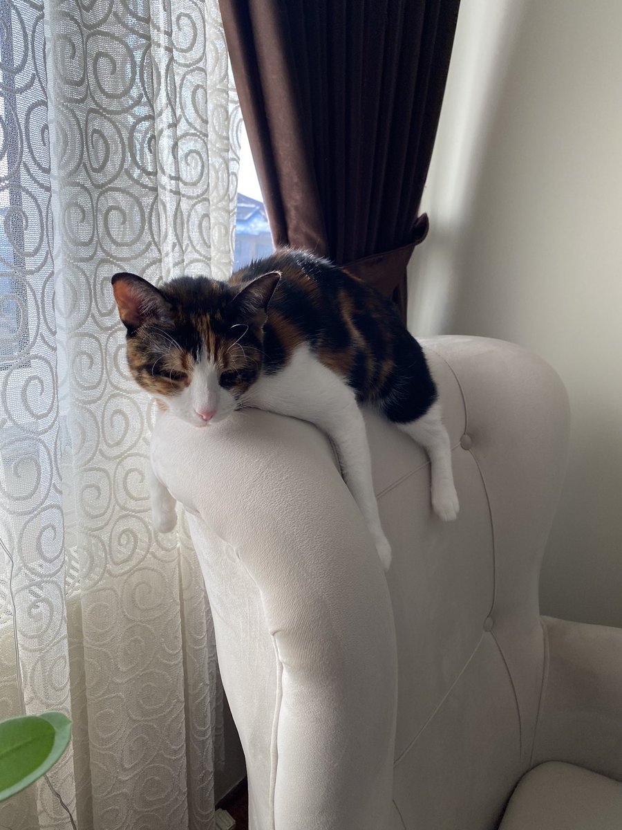 Koltuklarım kedi açmış 😻😻