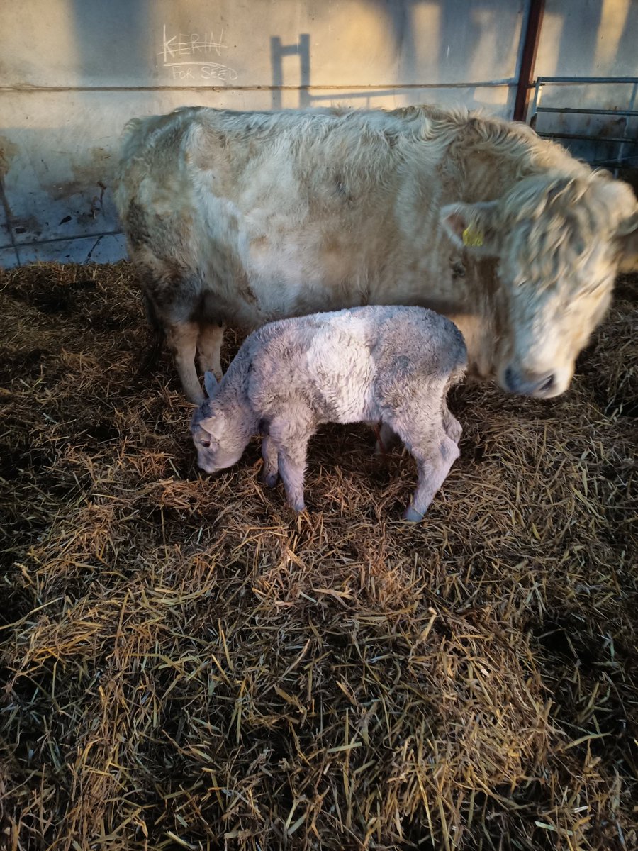 benpbanks's tweet photo. Calving 2022 has started well, bull calf.  Black AA sire, Charollais X dam, she also has a belt. https://t.co/VIBlS7nV62
