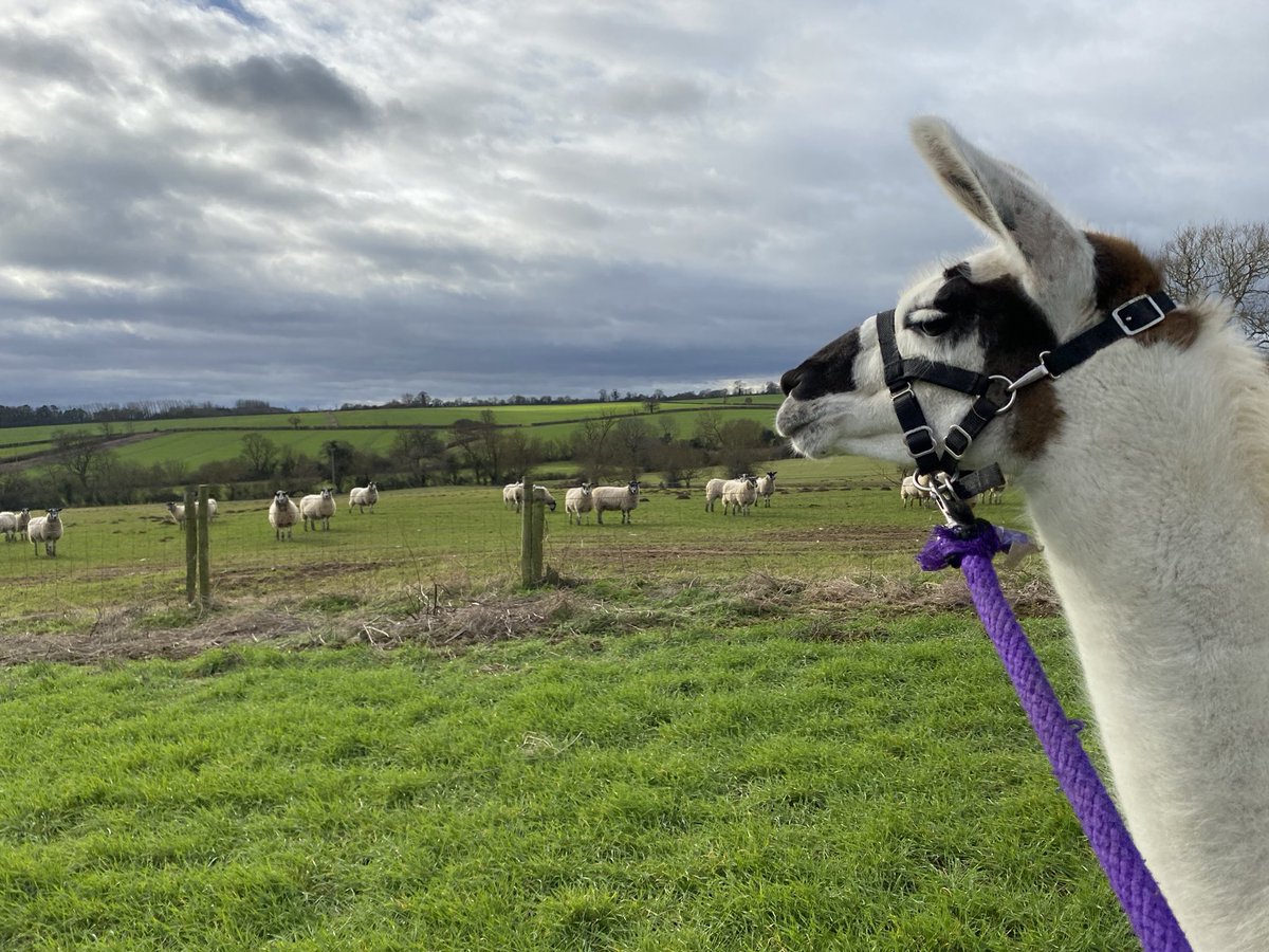 Cashew training continues….🦙