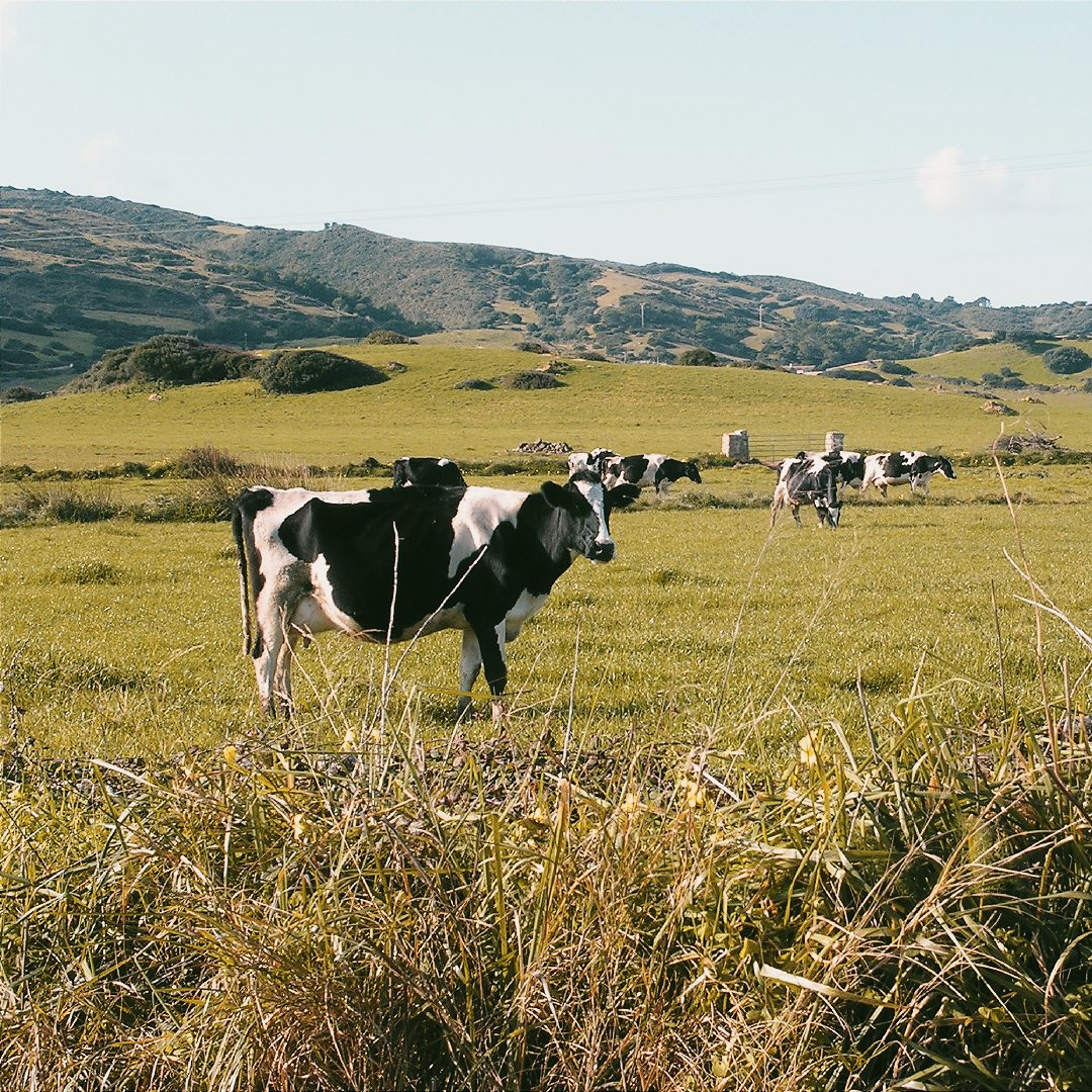 MenorcaTourism's tweet photo. The essence of #Menorca is made up of all of us who live on this island... and our many cows! Its calm and relaxed lifestyle is the perfect example of Menorca's own tempo, a slow pace that adapts to our landscape. 
#MenorcaSlow #MustSeeMenorca https://t.co/Xw9JpCkChi