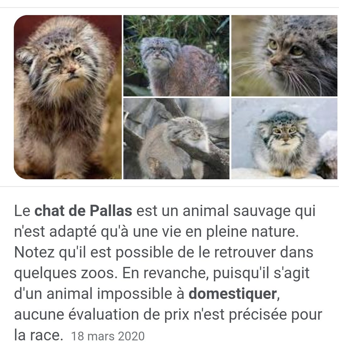 Isabelle D Artagnan Twitterren Ce Chat De Pallas Utilise Sa Queue Comme Un Petit Coussin Pour Proteger Ses Pattounes Du Froid Le Chat De Pallas Est Un Felin Sauvage Des Steppes D Asie Isabelle D Artagnan Twitterren Ce Chat De Pallas Utilise Sa Queue Comme Un Petit Coussin Pour Proteger Ses Pattounes Du Froid Le Chat De Pallas Est Un Felin Sauvage Des Steppes D Asie