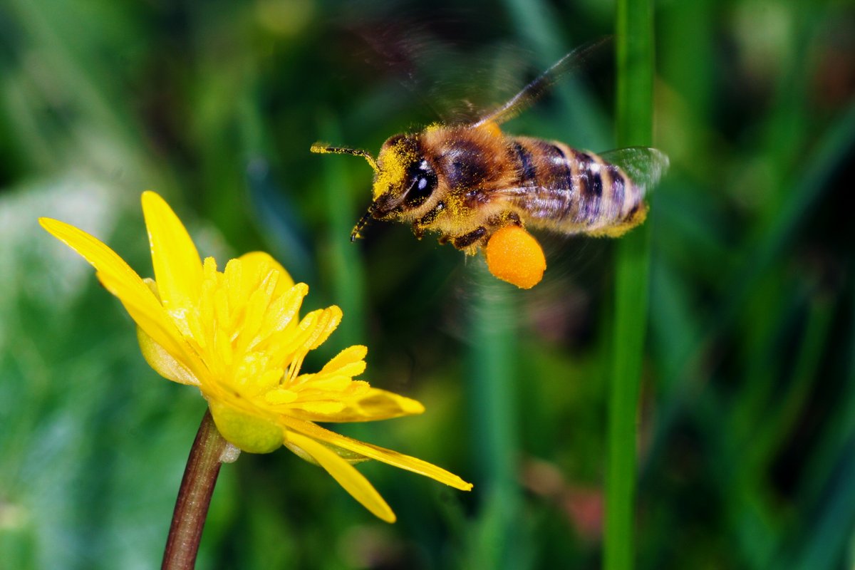 Das Scharbockskraut blüht zwar in diesem Jahr noch nicht, aber lange dauert es nicht mehr. 
Haltet durch! 🌼🌻🌺🌷🌹

#natur #nature #insekten #insects #naturephoto #naturfoto #Biene #Bienen #savethebees #bees #apismellifera #honeybees #bee #TwitterNatureCommunity