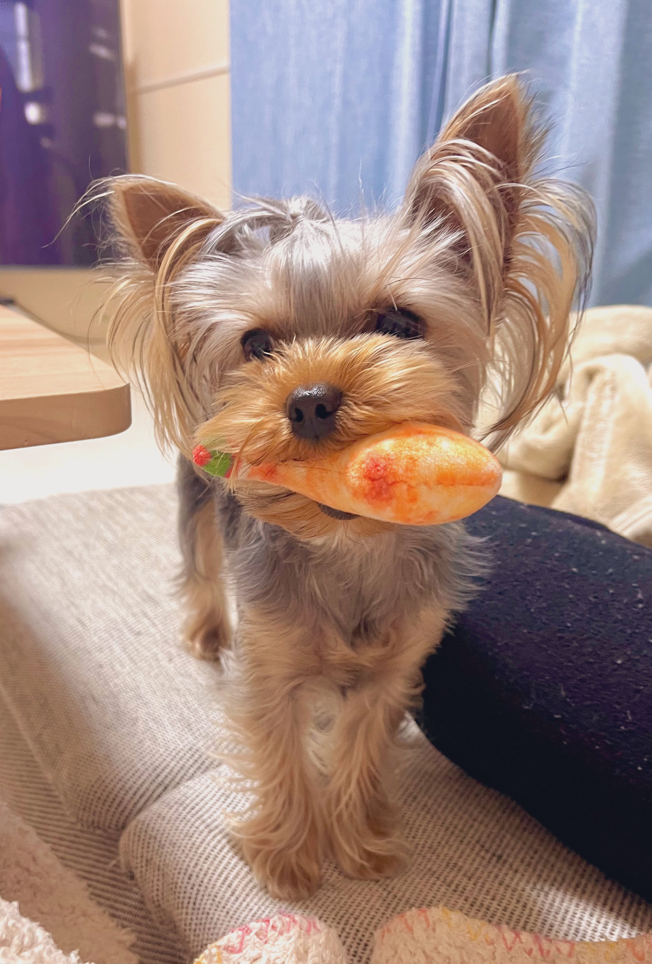 可愛い子犬 Twitter Search Twitter