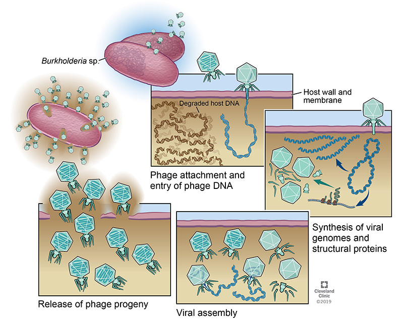 Los antibioticos engordan