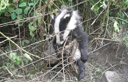 hilltopgina's tweet photo. Hung by a snare and left to slowly die 😥🦡 

We must get these barbaric, cruel, strangling wires BANNED 🤬

Please sign and please keep sharing. #BanSnares

https://t.co/FxptgsuZwf https://t.co/GWlYb8FhWT