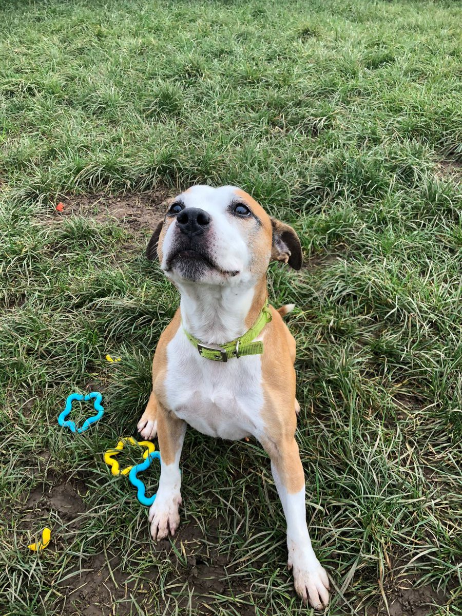 Please retweet to help Marley find a home #Birmingham #UK 
Staffy aged 9, looking for an experienced adult home that will me able to give her the walks and training she needs. She is best as the only pet, please read FULL details👇
birminghamdogshome.org.uk/dog-search-res…………
#DogsofTwittter